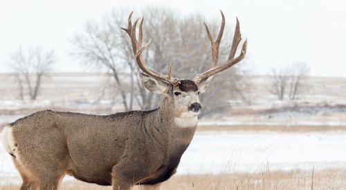 3rd case of chronic wasting disease confirmed in the Kootenays